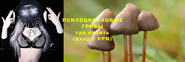 стаф Аркадак